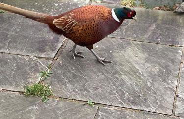Cosy home in centre of Lake District National Park - Foto 15