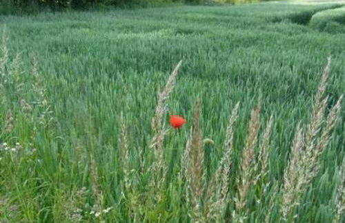 Apartment Reitz by Interhome - Foto 27