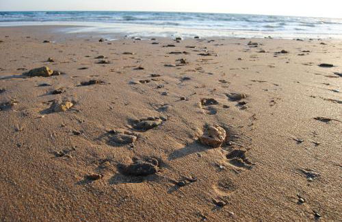 La Carrajolilla - Foto 63