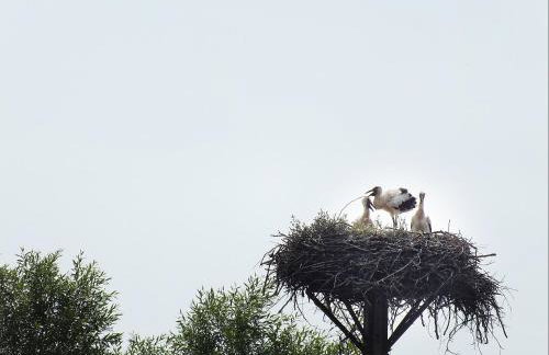 Agroturystyka Pod Kogutem - Foto 31