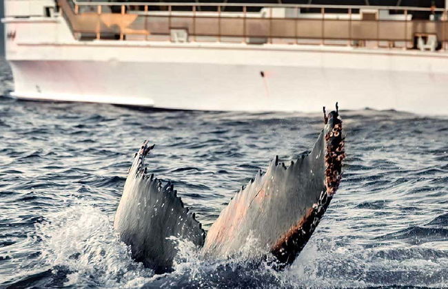 Whale Watching Fjord Cruise - Foto 7