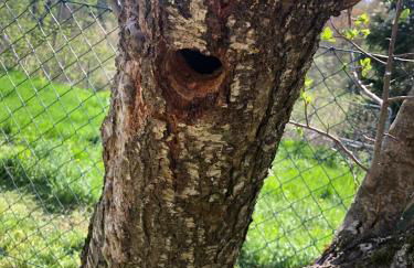 Il nido vicino Castel di Sangro ed Alfedena - Foto 20