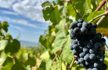 Di Colle in Colle - Agriturismo - Foto 43