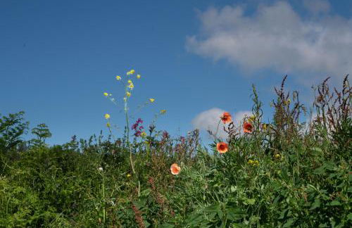 Galwad y Môr - Foto 27