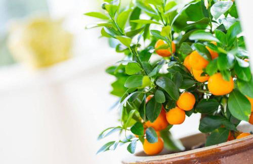 Kirkgate Cottage - Foto 29