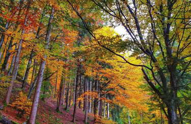 Ferienwohnung Kraftquelle im Wohnpark SchwarzwaldBlick, Bernau - Foto 20