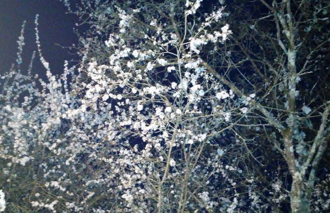 Tenuta i Lecci di Gurian Roberta Maura - Photo 124