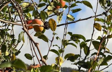 Casa Morena - Private Tropical Oasis - Foto 33