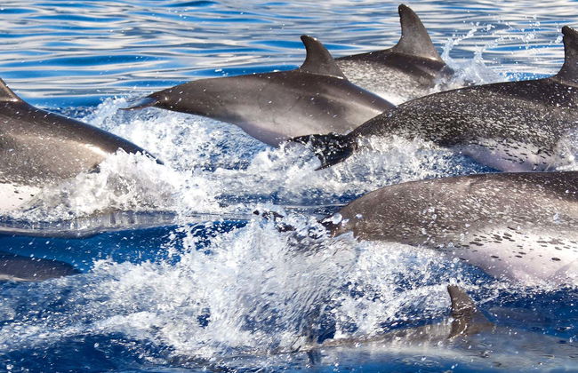 Dolphin Watching in South Mallorca - Foto 3