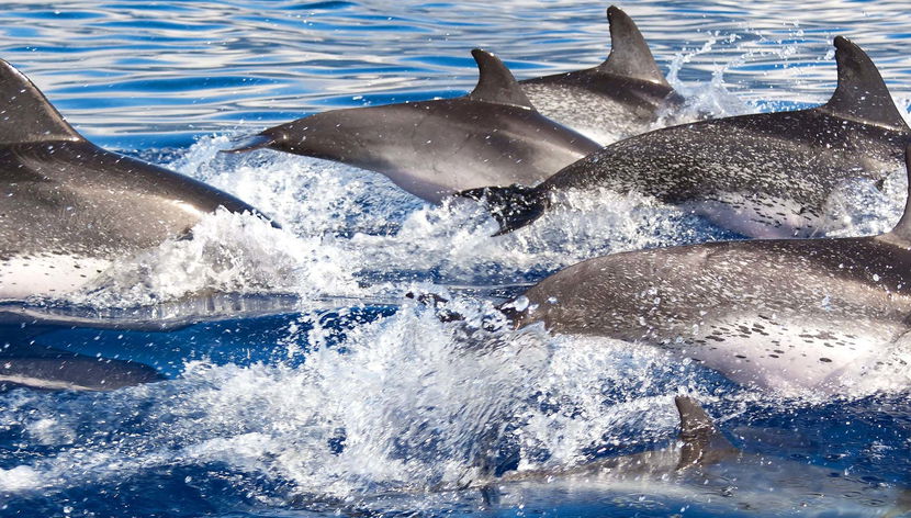 Dolphin Watching in South Mallorca - Foto 3