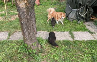 La casa nel verde con piscina - Photo 48