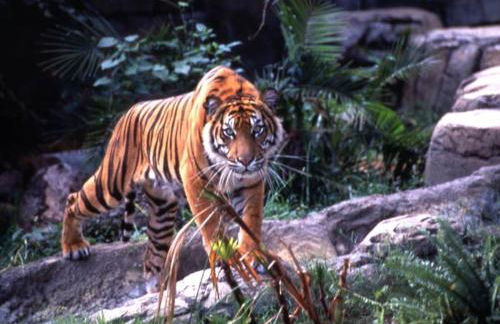 Private Heated Pool 4 MI to Indian Rocks Beach - Foto 68