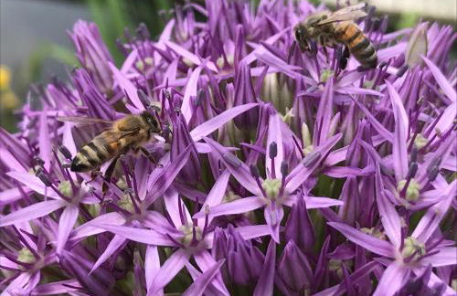 Ferienwohnungen direkt am Wasser - Photo 39