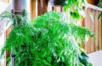 Casa Emblemática Salgado - Foto 74