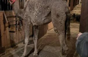 Pensjonat Przy Stajni - Foto 11