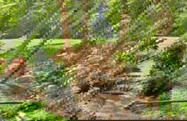 Rainforest Ranch - Photo 16