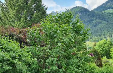 Landhaus Via Decia - Bad Hindelang PLUS Partner - Foto 63