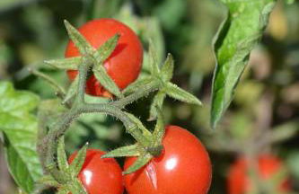 Las Navezuelas - Photo 8