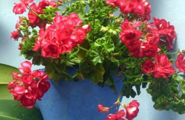 El patio azul Bohemio Mágico - Foto 42