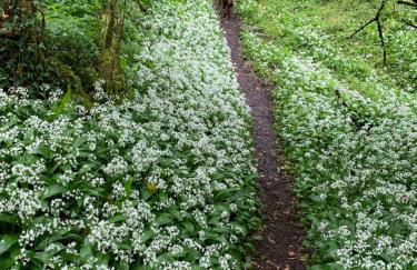 Kabin in the woods with Hot Tub - Foto 64