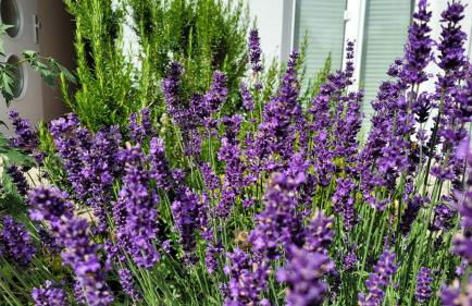 Ferienwohnung Gartenblick mit Terrasse - Foto 15