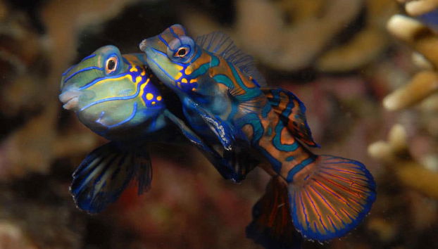 Discovering sea creatures