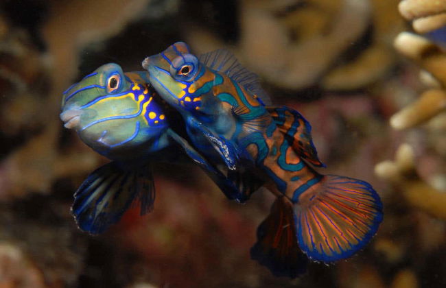 Plongée de nuit à Malapascua - Photo 3