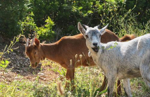 Masia Pou de la Vinya - Photo 71