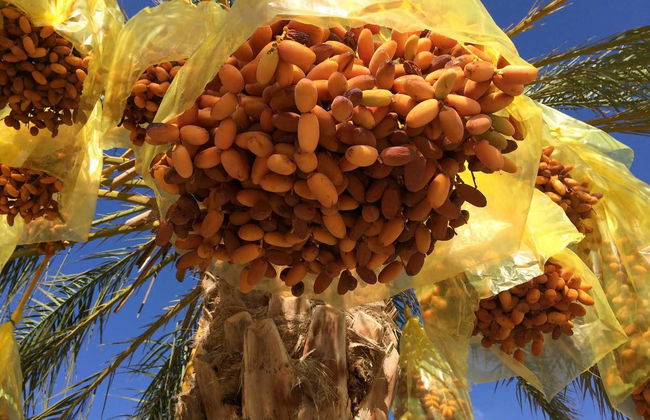 Tamerza, Chebika, & Midès Day Trip - Foto 6