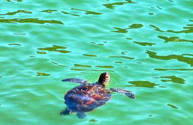 Bela vista - Foto 17