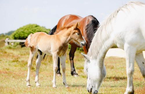 Little Woodside a beautiful New Forest self contained private luxury annexe - Foto 14