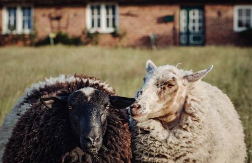 Ferienhaus Gut Glück - Foto 28
