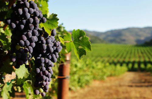 Cazadero Dreams - Foto 49