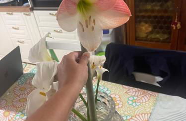 Midori-an 緑庵 - The Garden - Foto 51