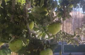 Casa rural los 7 pinos de Gredos - Foto 73