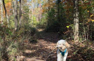 Fern Hill Cabin - Foto 9