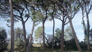 Gîte la lavande provençale - Foto 4