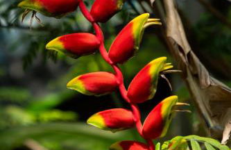 Coconut Bay Resort - Key Largo - Foto 48