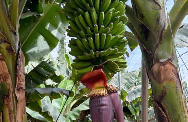 House Harvey J53 Mareverde Costa Adeje - Foto 22