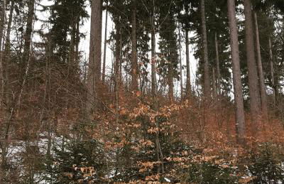 Haus Stefanie Elvire - Foto 65