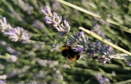 Authentic House Pelegrinka - Foto 28