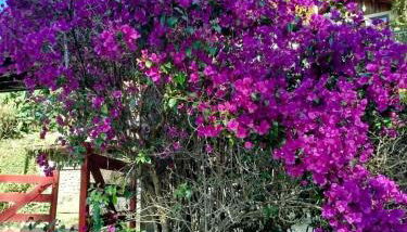 Casa Bosque das Pedras - Foto 4