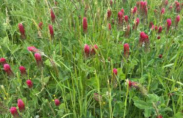 Kingfisher Riverside Glamping with private hot tub - Foto 26