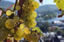 Ferienwohnung Katharina II - Foto 30