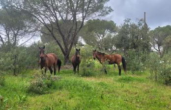 Guesthouse Quinta do Vale - Foto 53