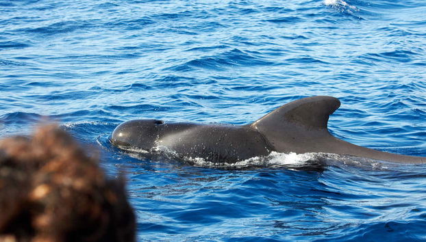 Whale & Dolphin Watching in Caniçal - Photo 3
