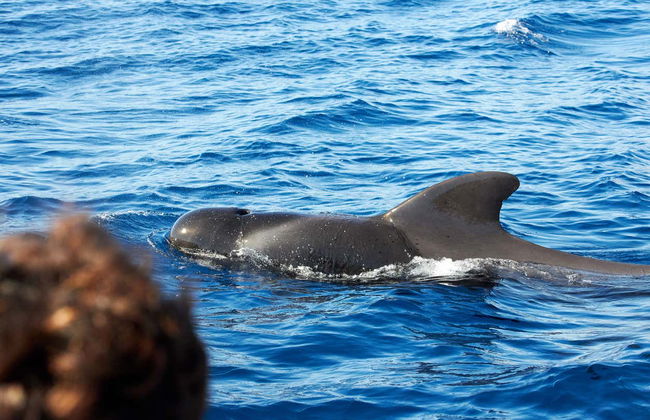 Whale & Dolphin Watching in Caniçal - Photo 3