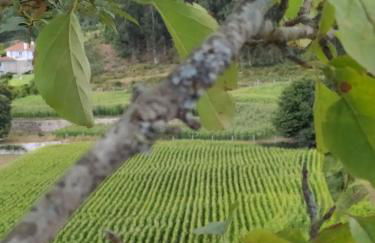 Casa das Japoneiras - Foto 34