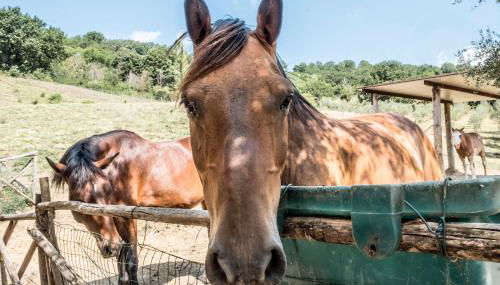 Agriturismo Goccia di Luna - Photo 4