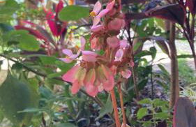 Espaço jasmim manga - Foto 16